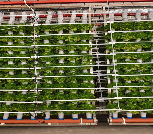 Vertical farming innovation for urban food security